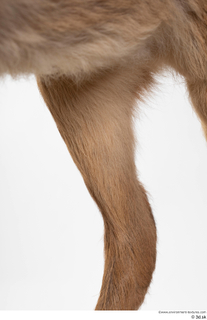 Deer doe leg 0021.jpg